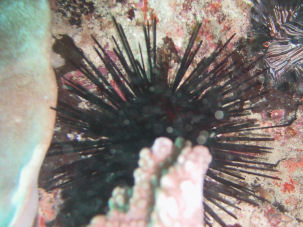 Diademseeigel Echinothrix diadema