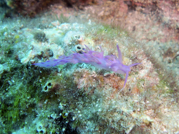 Flabellina affinis