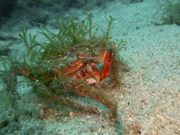 Seespinne