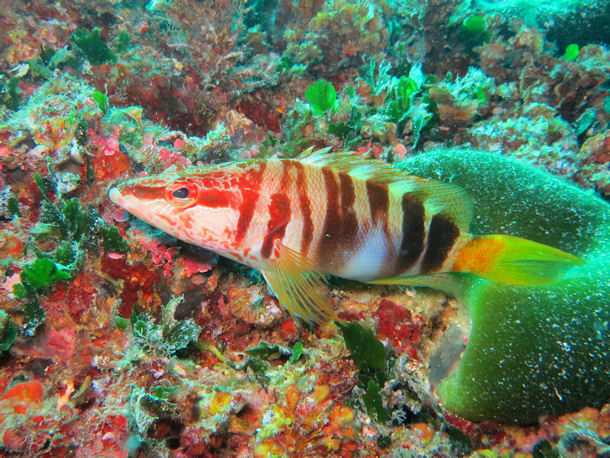 Serranus scriba