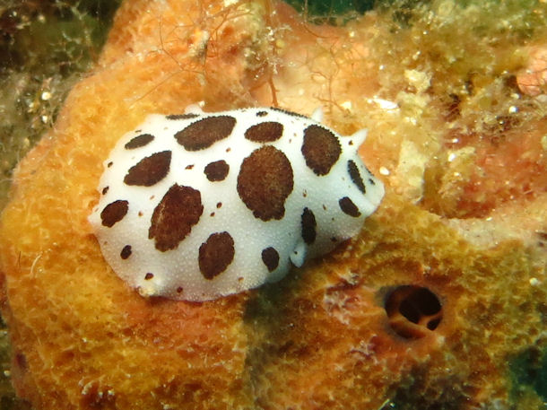 Peltodoris atromaculata