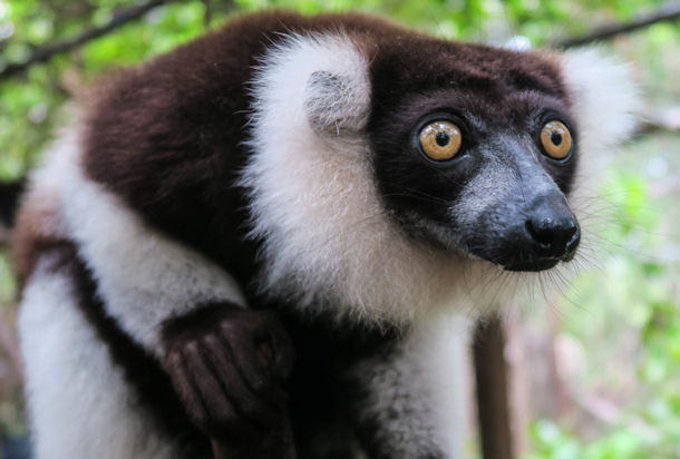 Lemur