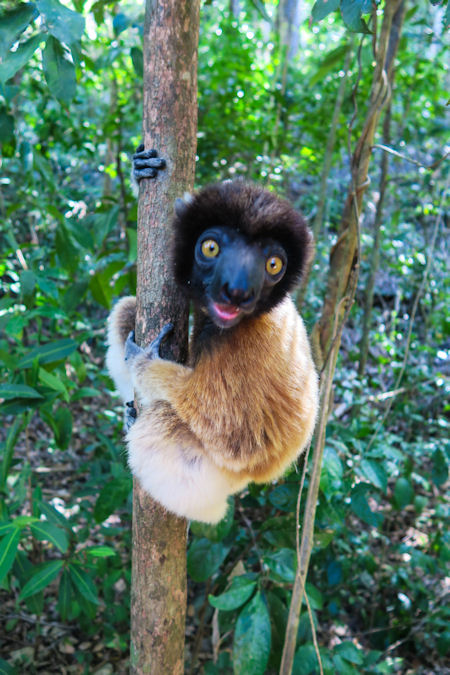 Lemuren Madagaskar