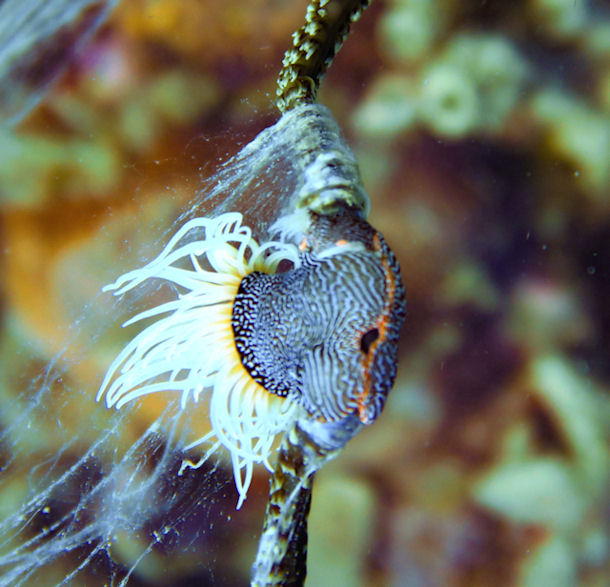 Nemanthus annamensis