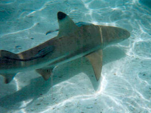 Schwarzspitzenriffhai Carcharhinus melanopterus
