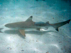 Schwarzspitzenriffhai Carcharhinus melanopterus