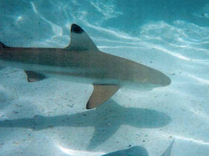 Schwarzspitzenriffhai Carcharhinus melanopterus