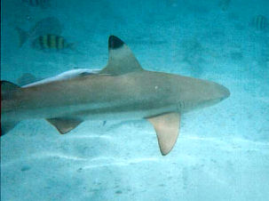 Schwarzspitzenriffhai Carcharhinus melanopterus