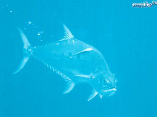 Talang Queenfish Scomberoides commersonnianus