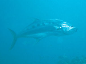 Talang Queenfish