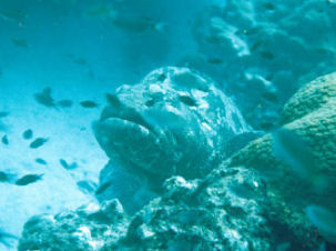 Epinephelus fuscoguttatus