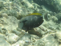 Acanthurus nigricauda