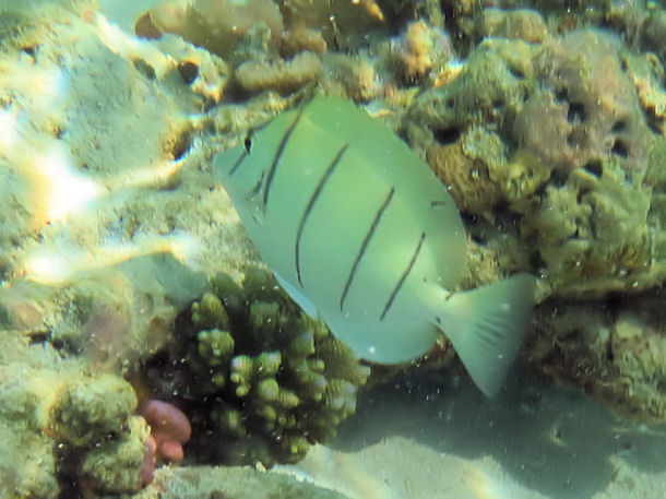 Acanthurus triostegus