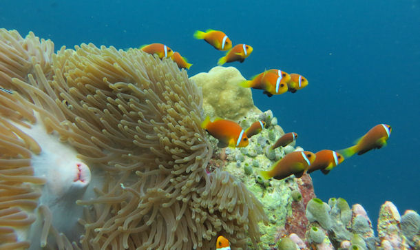 Amphiprion nigripes