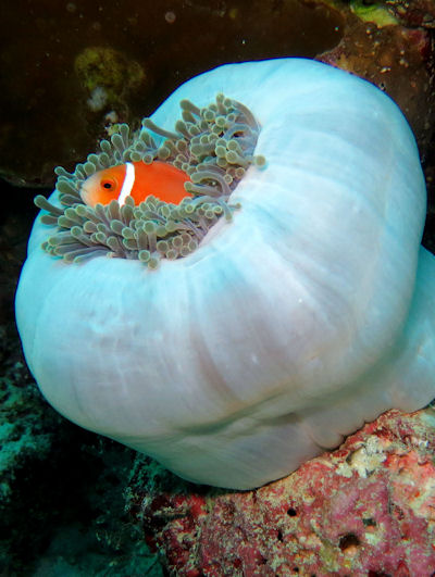 Amphiprion nigripes