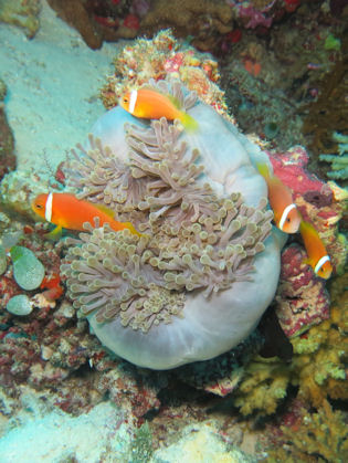 Amphiprion nigripes