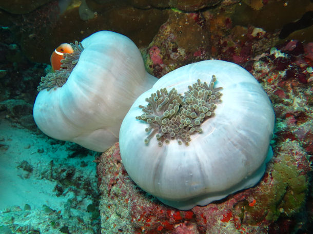 Amphiprion nigripes