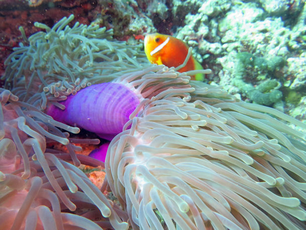 Amphiprion nigripes