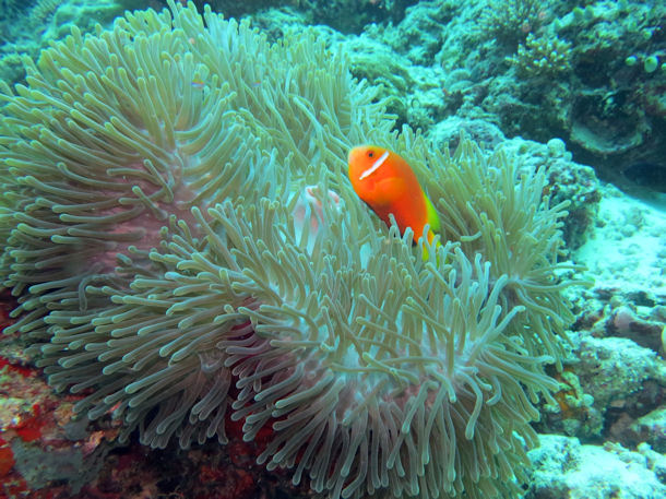 Amphiprion nigripes