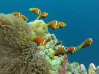 Amphiprion nigripes