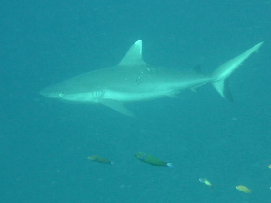 Grauer Riffhai Carcharhinus amblyrhynchos