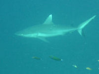 Carcharhinus amblyrhynchos