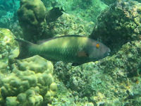 Cetoscarus bicolor