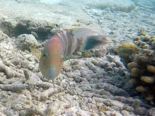 Cheilinus trilobatus