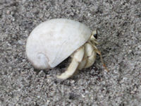 Coenobita sp.