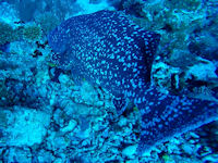 Epinephelus lanceolatus