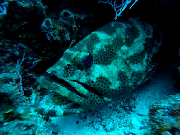 Epinephelus spilotoceps