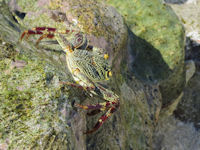 Grapsus albolineatus