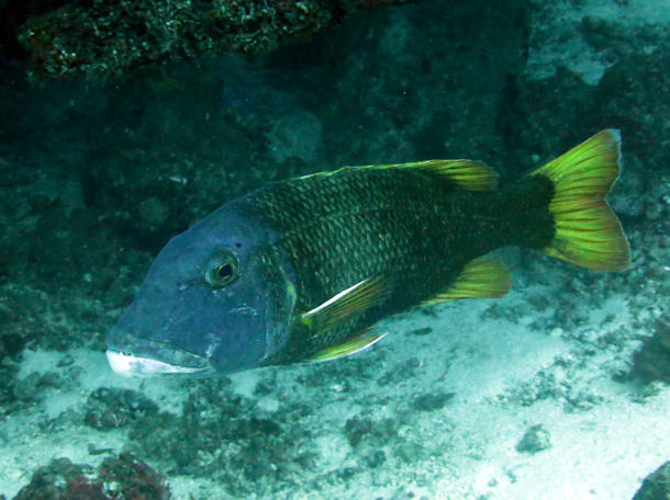 Lethrinus erythracanthus