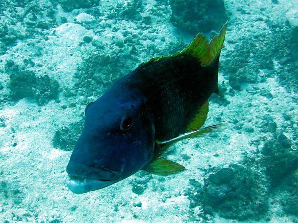 Lethrinus erythracanthus