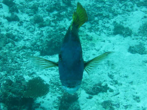 Lethrinus erythracanthus