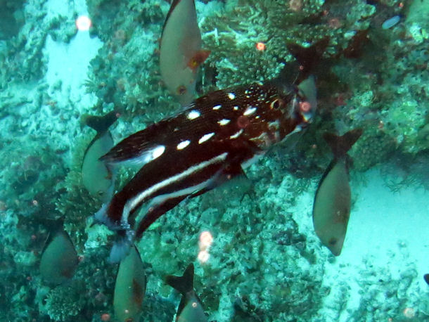 Macolor macularis juvenile