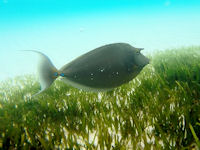 Naso unicornis