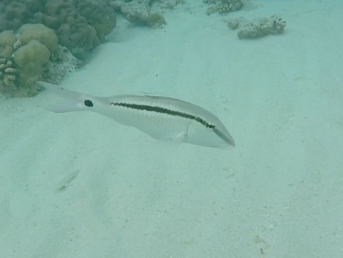 Parupeneus barberinus