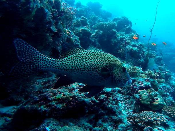 Plectorhinchus chaetodonoides