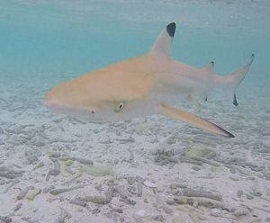 Shark Maledives