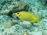 Siganus corallinus