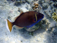 Sufflamen chrysopterus