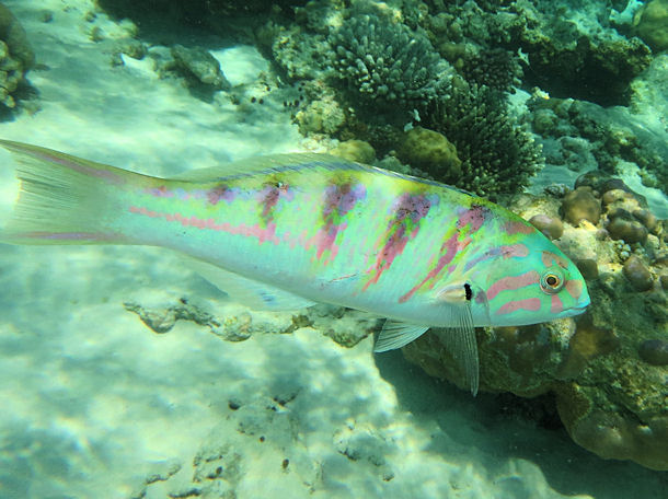 Thalassoma hardwicke