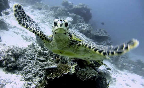 Schildkroete vor den Malediven