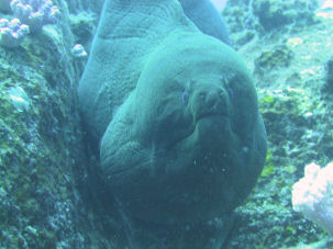 Gymnothorax javanicus