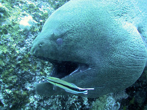 Riesenmurne Gymnothorax javanicus