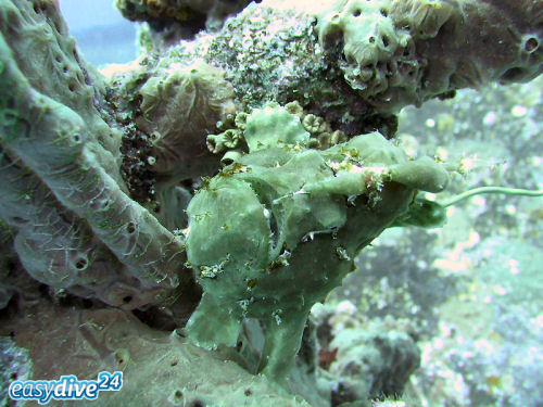 Frogfish Antennarius sp.