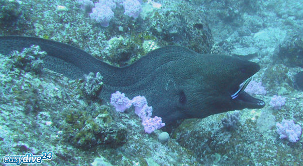 Riesenmurne Gymnothorax javanicus