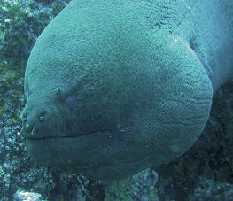 Riesenmurne Gymnothorax javanicus