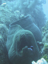 Riesenmurne Gymnothorax javanicus